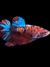 Load image into Gallery viewer, GIANT Male Halfmoon Plakat - Red Galaxy #1873 - Live Betta Fish
