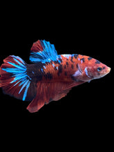 Load image into Gallery viewer, GIANT Male Halfmoon Plakat - Red Galaxy #1873 - Live Betta Fish
