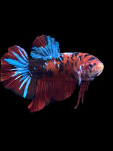 Load image into Gallery viewer, GIANT Male Halfmoon Plakat - Red Galaxy #1873 - Live Betta Fish
