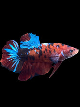 Load image into Gallery viewer, GIANT Male Halfmoon Plakat - Red Galaxy #1873 - Live Betta Fish
