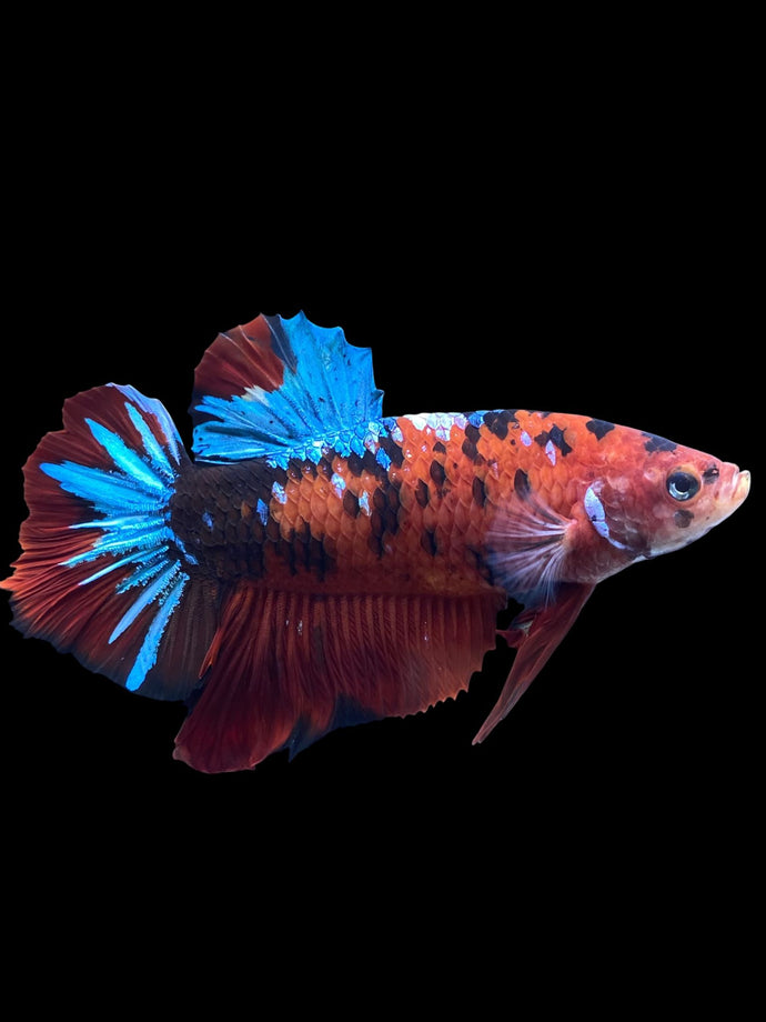 GIANT Male Halfmoon Plakat - Red Galaxy #1873 - Live Betta Fish