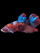 Load image into Gallery viewer, GIANT Male Halfmoon Plakat - Red Galaxy #1873 - Live Betta Fish
