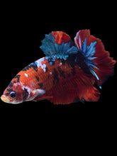Load image into Gallery viewer, GIANT Male Halfmoon Plakat - Red Galaxy #1873 - Live Betta Fish
