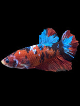 Load image into Gallery viewer, GIANT Male Halfmoon Plakat - Red Galaxy #1873 - Live Betta Fish
