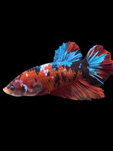 Load image into Gallery viewer, GIANT Male Halfmoon Plakat - Red Galaxy #1873 - Live Betta Fish
