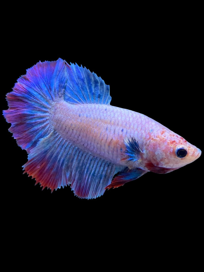 TOP GRADE Female Rosetail - Two Tone #1874 - Live Betta Fish
