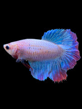 Load image into Gallery viewer, TOP GRADE Female Rosetail - Two Tone #1874 - Live Betta Fish
