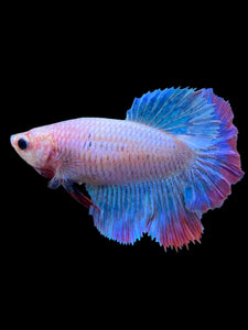 TOP GRADE Female Rosetail - Two Tone #1874 - Live Betta Fish
