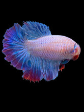 Load image into Gallery viewer, TOP GRADE Female Rosetail - Two Tone #1874 - Live Betta Fish
