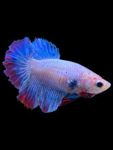Load image into Gallery viewer, TOP GRADE Female Rosetail - Two Tone #1874 - Live Betta Fish
