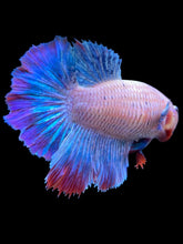 Load image into Gallery viewer, TOP GRADE Female Rosetail - Two Tone #1874 - Live Betta Fish
