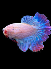 Load image into Gallery viewer, TOP GRADE Female Rosetail - Two Tone #1874 - Live Betta Fish

