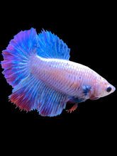 Load image into Gallery viewer, TOP GRADE Female Rosetail - Two Tone #1874 - Live Betta Fish
