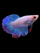 Load image into Gallery viewer, TOP GRADE Female Rosetail - Two Tone #1874 - Live Betta Fish
