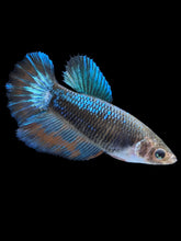 Load image into Gallery viewer, TOP GRADE Female Halfmoon - Blue Light #1875 - Live Betta Fish

