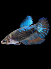 Load image into Gallery viewer, TOP GRADE Female Halfmoon - Blue Light #1875 - Live Betta Fish
