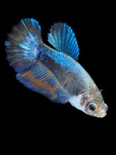 Load image into Gallery viewer, TOP GRADE Female Halfmoon - Blue Light #1875 - Live Betta Fish
