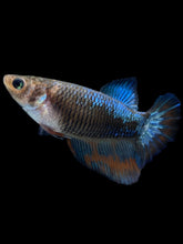 Load image into Gallery viewer, TOP GRADE Female Halfmoon - Blue Light #1875 - Live Betta Fish
