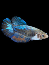 Load image into Gallery viewer, TOP GRADE Female Halfmoon - Blue Light #1875 - Live Betta Fish
