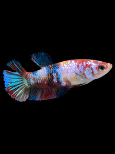 Female Halfmoon Plakat - Multicolor #1876 - Live Betta Fish