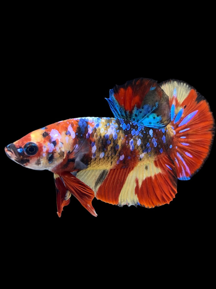 Male Halfmoon Plakat - Multicolor #1877 - Live Betta Fish