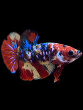 Load image into Gallery viewer, Male Halfmoon Plakat - Multicolor #1877 - Live Betta Fish
