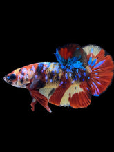 Load image into Gallery viewer, Male Halfmoon Plakat - Multicolor #1877 - Live Betta Fish
