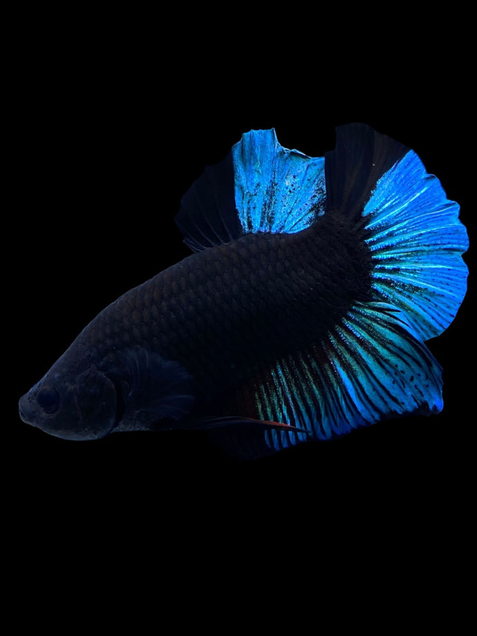 Male Halfmoon Plakat - Blue Avatar #1878 - Live Betta Fish
