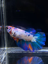 Load image into Gallery viewer, TOP GRADE Female Halfmoon - Galaxy #1879 - Live Betta Fish
