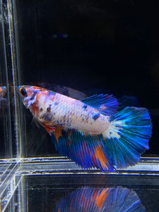 TOP GRADE Female Halfmoon - Galaxy #1879 - Live Betta Fish