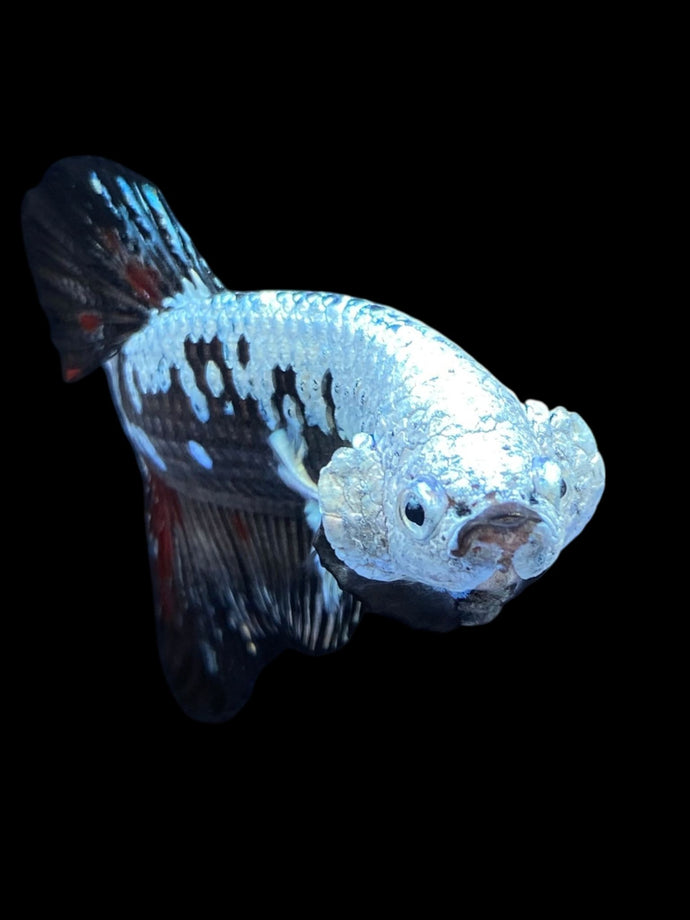 Male Halfmoon Plakat - Black Devil Samurai #1879 - Live Betta Fish