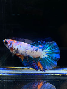 TOP GRADE Female Halfmoon - Galaxy #1879 - Live Betta Fish