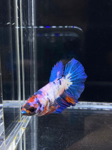 TOP GRADE Female Halfmoon - Galaxy #1879 - Live Betta Fish