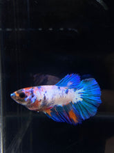 Load image into Gallery viewer, TOP GRADE Female Halfmoon - Galaxy #1879 - Live Betta Fish
