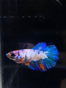 TOP GRADE Female Halfmoon - Galaxy #1879 - Live Betta Fish