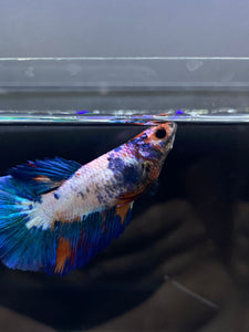 TOP GRADE Female Halfmoon - Galaxy #1879 - Live Betta Fish