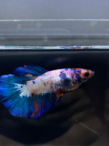 TOP GRADE Female Halfmoon - Galaxy #1879 - Live Betta Fish