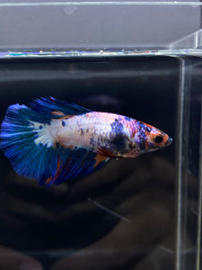 TOP GRADE Female Halfmoon - Galaxy #1879 - Live Betta Fish