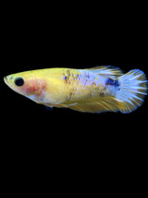 Load image into Gallery viewer, Female Halfmoon Plakat - Yellow FCCP #1880 - Live Betta Fish
