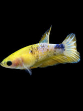 Load image into Gallery viewer, Female Halfmoon Plakat - Yellow FCCP #1880 - Live Betta Fish
