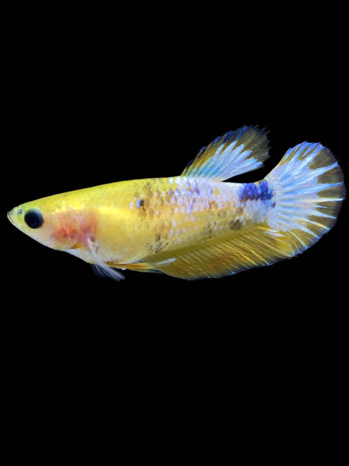 Female Halfmoon Plakat - Yellow FCCP #1880 - Live Betta Fish