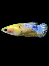 Load image into Gallery viewer, Female Halfmoon Plakat - Yellow FCCP #1880 - Live Betta Fish
