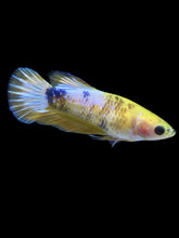 Load image into Gallery viewer, Female Halfmoon Plakat - Yellow FCCP #1880 - Live Betta Fish
