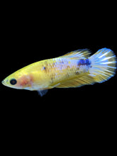 Load image into Gallery viewer, Female Halfmoon Plakat - Yellow FCCP #1880 - Live Betta Fish
