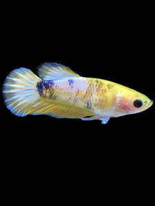 Female Halfmoon Plakat - Yellow FCCP #1880 - Live Betta Fish