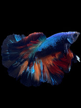 Load image into Gallery viewer, Male Rosetail - Blue Black #1881 - Live Betta Fish
