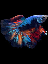 Load image into Gallery viewer, Male Rosetail - Blue Black #1881 - Live Betta Fish
