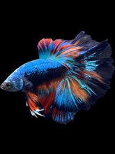 Load image into Gallery viewer, Male Rosetail - Blue Black #1881 - Live Betta Fish
