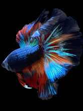 Load image into Gallery viewer, Male Rosetail - Blue Black #1881 - Live Betta Fish
