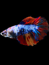 Load image into Gallery viewer, TOP GRADE Female Halfmoon - Galaxy #1882 - Live Betta Fish
